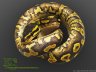 Phantom Yellow Belly - <div><span style="font-family: Arial; font-size: x-small;">Phantom Yellow Belly <br /></span></div>